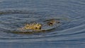 Couple of frogs mating in the pond, reflecting in the water - anura