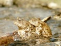 Couple of frogs in the water in spring Royalty Free Stock Photo