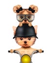 Couple of funny dogs on a motorbike Royalty Free Stock Photo
