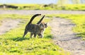 Couple funny kitten walking arm in arm at the juicy green grass Royalty Free Stock Photo