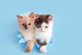 2 Couple Funny kittens isolated on color blue background. Curiosity Kittens peeking over blue paper hole. Fluffy cats Royalty Free Stock Photo