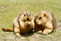 Couple of funny marmots with bisquit on the green grass