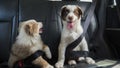 A couple of funny puppies travel in the car, wearing a seat belt. Dogs passengers