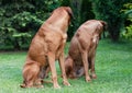 A couple of funny Rhodesian Ridgeback dogs Royalty Free Stock Photo