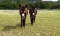 Couple of furry baby donkeys walking in their flowery pasture