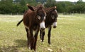 Couple of furry young donkeys walking in their meadow, outdoors