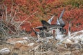 Couple of Galapagos Blue-footed Boobies in a mating ritual