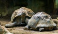 Couple of galapagos tortoises close together, Giant and vulnerable land turtle specie from the Galapagos islands