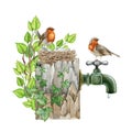 Couple of garden robins on the nest. Cozy springtime wildlife nature scene. Watercolor illustration. Robin birds made