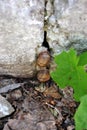 Couple garden snails crawling on old gray rock with crack, green maple leaves in the foreground, asphalt, soil, dry leaves