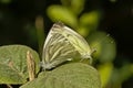 Couple of garden white butterflies, copulating Royalty Free Stock Photo