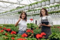 Couple of gardeners arranging pots with flowers in greenhouse Royalty Free Stock Photo