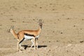 Couple of gazelles of Thompson Royalty Free Stock Photo