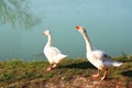 Couple geese Royalty Free Stock Photo