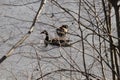 couple geese floating on pond, bare trees Royalty Free Stock Photo
