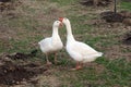 Couple of geese on the meadow Royalty Free Stock Photo