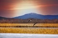 Couple of geese over spring lake