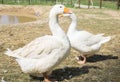 A Couple of geese with red beaks making a heart with their necks Royalty Free Stock Photo