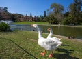 Couple of geese in Villa Serra di Comago park, Genoa Royalty Free Stock Photo