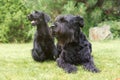 Couple of Giant Black Schnauzer Dog Royalty Free Stock Photo