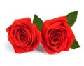 A couple gift roses on valentine day