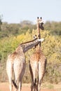 Couple of giraffe Royalty Free Stock Photo