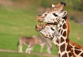 Couple of giraffe eating Royalty Free Stock Photo