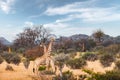 Couple of giraffe walking in african bush Royalty Free Stock Photo