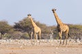 Couple of Giraffe walking in the bush on the desert pan, daylight. Wildlife Safari in the Etosha National Park, the main travel de Royalty Free Stock Photo