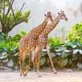 Couple giraffes