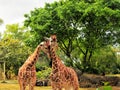 Couple of Giraffes