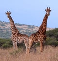 Couple of giraffes Royalty Free Stock Photo