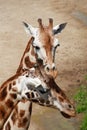 Couple of giraffes