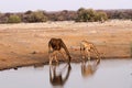 Couple of giraffes drinking water from a pond Royalty Free Stock Photo