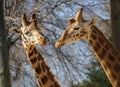 Couple of Giraffes, Madrid, Spain