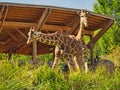 Couple of giraffes in Omaha's Henry Doorly Zoo and Aquarium in Omaha Nebraska Royalty Free Stock Photo