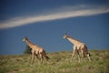 A couple of giraffes walking in the bush, Kgalagadi Transfrontier Park, Northern Cape, South Africa