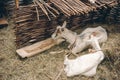 Goats resting on straw bedding behind wattle fencing