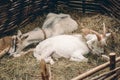 Couple of goats sleeping on straw bedding