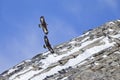 A couple of golden eagles flying at high altitude next to eachother in the Alps of Switzerland. Royalty Free Stock Photo