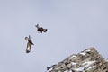 A couple of golden eagles flying at high altitude next to eachother in the Alps of Switzerland.