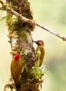 A couple of the Golden-Olive Woodpecker