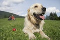 Couple With Golden Retriever On Grass Royalty Free Stock Photo