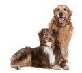 Couple of Golden Retriever and a mixed Mixed-Breed Dog panting Royalty Free Stock Photo