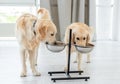 Couple of golden retrievers drinking water