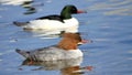 Couple of goosanders Royalty Free Stock Photo