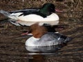 Couple of the goosanders (Mergus merganser) swimming in water Royalty Free Stock Photo