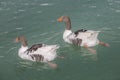 Couple gooses swimming on a water. Greylag Goose Floating