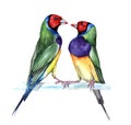 Couple of Gould finch, watercolor painting. Royalty Free Stock Photo