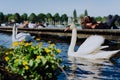 Couple of grace white grace swans on Alster lake. Unrecognizable couple kissing on pier in background on a sunny day